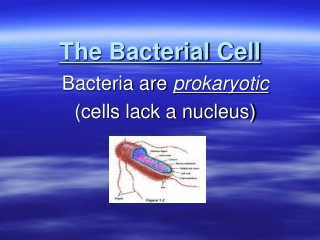 The Bacterial Cell
