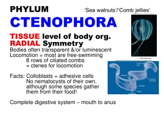 PHYLUM ‘Sea walnuts’/‘Comb jellies’ CTENOPHORA