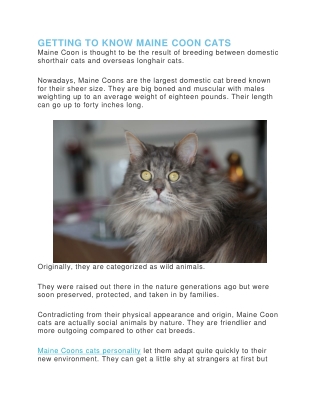 Getting to know maine coon cat