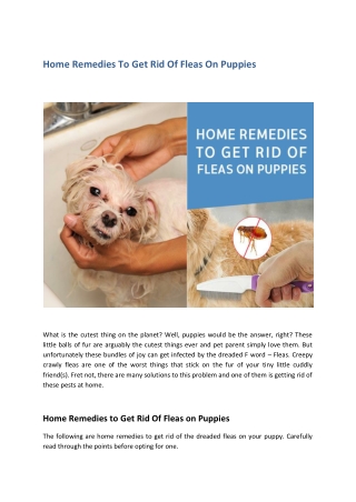 Home Remedies To Get Rid Of Fleas On Puppies