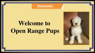 Sheepadoodle Puppies for Sale Eckert,CO | Open Range Pups