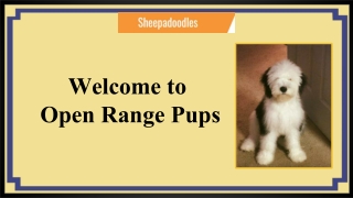 Adult Sheepadoodle for Sale Colorado | Open Range Pups