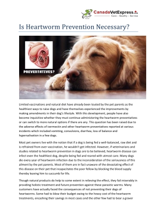 Is Heartworm Prevention Necessary?