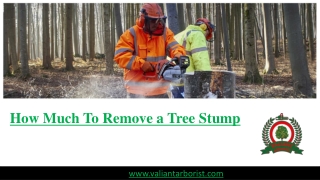 Cost to Remove a Tree Stump