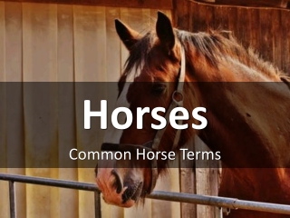 Horse Riding Online Presentations Channel