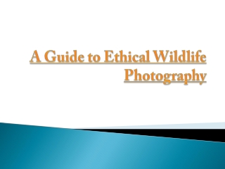 A Guide To Ethical Wildlife Photography