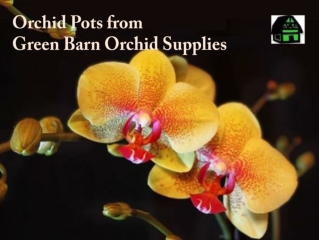 Shop Wonderful Orchids Pots from Green Barn Orchid Supplies