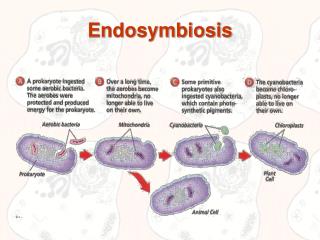 Endosymbiosis