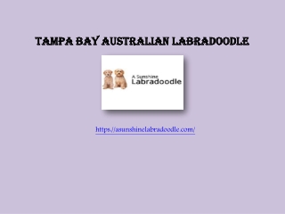 Tampa bay Australian Labradoodle