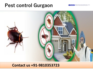 Dial 91-9810353723 | Pest control Gurgaon