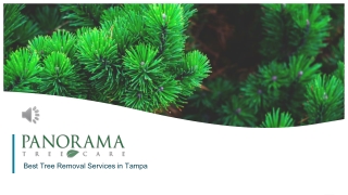 Tree Removal Services in Tampa - Panorama Tree Care