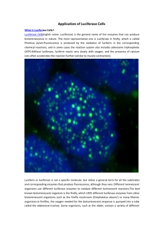 luciferase cells