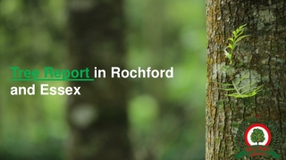 Tree Reports in Rochford