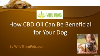 How CBD Oil Can Be Beneficial for Your Dog