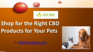 Shop for Right CBD Products for your Pets