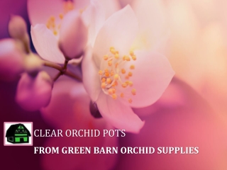 Grow Your Orchid Plants in Clear Orchid pots - Green Barn Orchid Supplies
