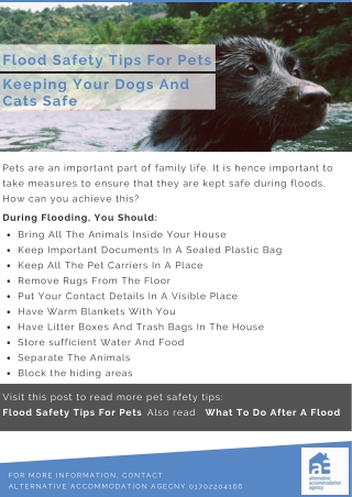 Flood Safety Tips For Pets