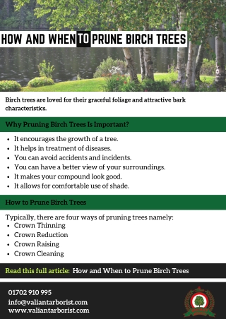 How and When to Prune Birch Trees