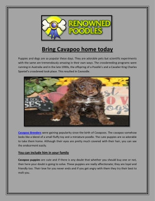 Bring Cavapoo home today