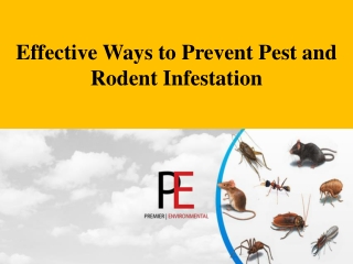 Effective Ways to Prevent Pest and Rodent Infestation