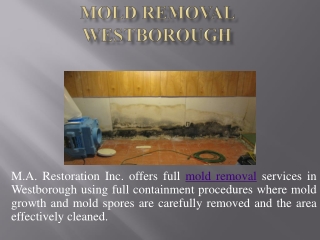 Mold Damage Repair Westborough