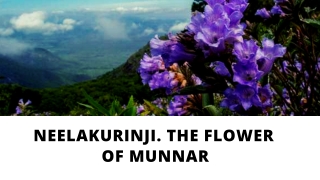 Neelakurinji. the flower of munnar || resorts in munnar