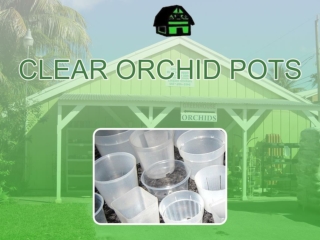 -Best clear orchid pot for Healthier Plants