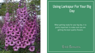 Add Larkspur Flower in Your Arrangements