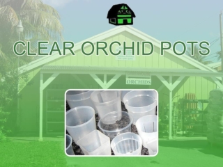 Best clear orchid pot for Healthier Plants