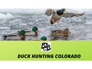 Duck Hunting Colorado