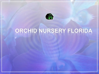 Buy Orchid in Orchid Nursery Florida