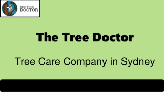 Tree Removal Service Sydney | The Tree Doctor