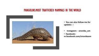 Pangolins: Most Trafficked Mammals In The World- Latest Burning Issues