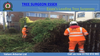 Professional Tree Surgeon in Essex