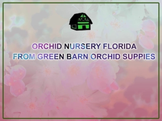 Amazing online Orchid Nursery Florida from Green Bran Orchid supplies