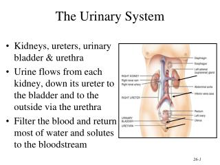 The Urinary System