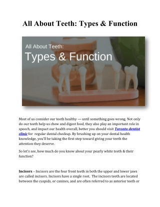 All About Teeth: Types & Function