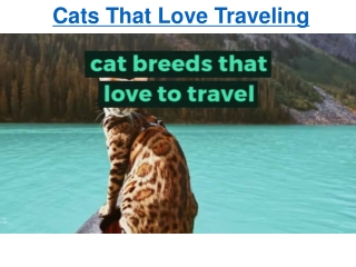 Cats That Love to Travel