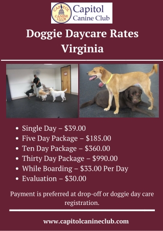 Doggie Daycare Rates Virginia – Capitol Canine Club