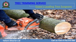 Tree Trimming Service in Essex