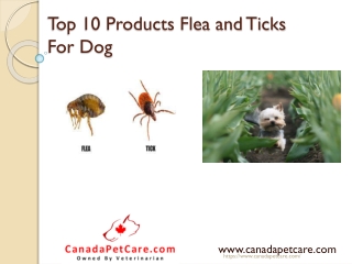 Top 10 Flea and Tick Products for Dog