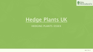 Hedge Plants UK