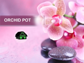 Buy latest model orchid pot shop from Green barn orchid Supplies