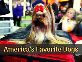 America's favorite dogs