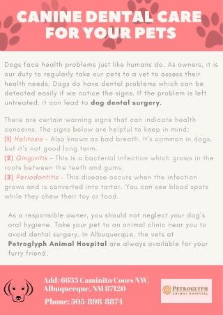 Canine Dental Care for Your Pets