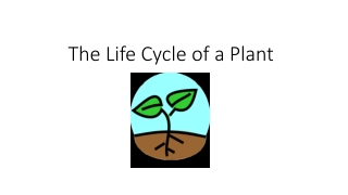 The Life Cycle of a Plant