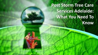 Post Storm Tree Care Services Adelaide: What You Need To Know