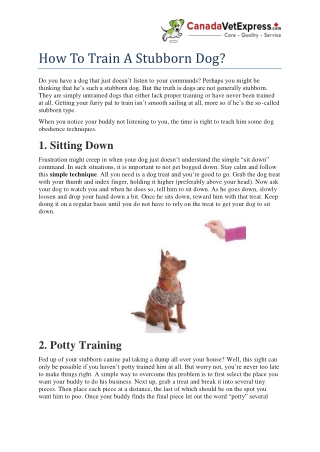 How to Train a Stubborn Dog?