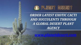 Order Latest Exotic Cacti and Succulents Through a Global Desert Plant Agency