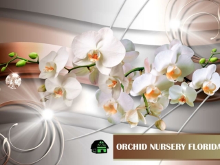 Beautiful Orchid Nursery In Florida